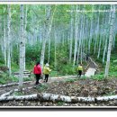2018년 7월 22일 인제 내린천 래프팅&자작나무 숲 트래킹 번개 안내 이미지