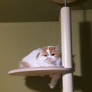 냥클래스 이미지