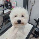 러블리 멍멍이 이미지