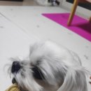 구떼드맘멍 | 쉐이크쉑 강아지 쿠키 간단 후기