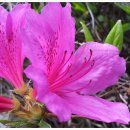 영산홍민박 이미지