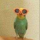 오렌즈 AK수원점 | 오렌즈 빅글로이 헤이즐 후기(글로이 브라운 원데이와 비교)