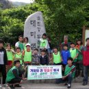 늘푸른나무 이미지