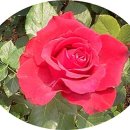 산새농원 이미지