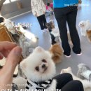 논고개로 123번길 | 인천 아이와 함께 실내 데이트하기 좋은 상주견 강아지카페 약지상주견애견카페