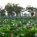 축제로 만나는 부여 여행 이미지