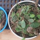 건강마을건강원 이미지