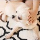 장 동물병원 이미지