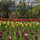 (주)정원 | 광주 근교 튤립 축제 장흥 하늘빛수목정원 최신 후기