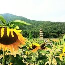 감로수 이미지