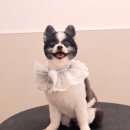 도그메종 | 부산강아지분양 미용까지 한꺼번에 다닐 수 있는 도그메종