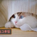 커들그루밍 네이버블로그