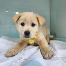 광주TNR동물병원(초월) 이미지