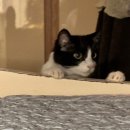 김민성 동물병원 | 소소한 일상