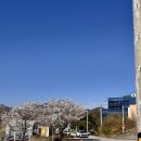 나리안길 군민스포츠센타 | 거창 알려지지 않은 벚꽃명소 실시간 벚꽃길