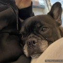 아이조아펫파크 대구점 이미지