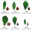 참나무 3형제 이미지