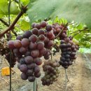 인처골시골밥상 이미지