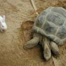 토끼와거북이 이미지