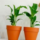 다올3호 이미지