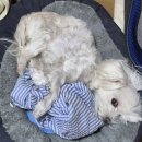 남현댕 애견미용 이미지