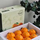 가정 | 제주 천혜향 3kg 내돈내산 선물용 가정용 비교 후기