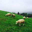 막내목장 이미지