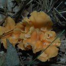 황금버섯 이미지