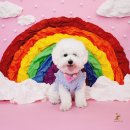 퍼피스프링 이미지