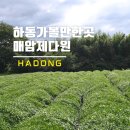 하동 여행 가볼만한 곳 녹차밭 매암제다원