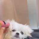 리틀 포레브 이미지