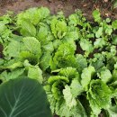 배미자농장 이미지