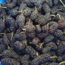 수만농장 이미지