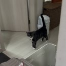 미스김미용실 | 도쿄갔다 서울갔다 다시 도쿄와서 뺑이를 치다