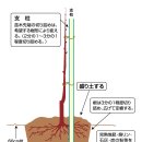 체리를 정석대로 심는 방법....초보뿐만아니라... 이미지