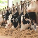 성동목장 이미지