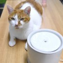 금강토탈솔루션 | 고양이 음수량 문제해결 LGU+ 우리집돌봄이 PET 스마트정수기