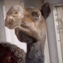 아이렌트카 이미지