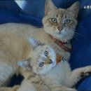 순풍동물병원 이미지