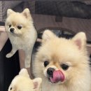 마음담은 동물병원 이미지