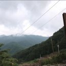 머루와 다래 이미지