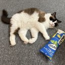 냥냥하우스