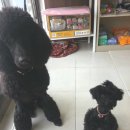 뷰티펫 하우스 이미지