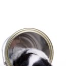 이삭애견훈련소 이미지