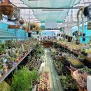 인수다육 이미지