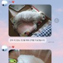 coco puppy 이미지