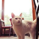 (귀염폭발) 런닝맨 고양이 미션에 나왔던 고양이 '마루' 사진 이미지