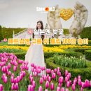 구름송이 | 🌷 일본엔 벚꽃, 베트남엔 구름 위 튤립 100만 송이