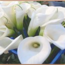 사람이 꽃보다 아름 이미지