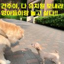 우쭈쭈플렉스 강아지 미용 이미지